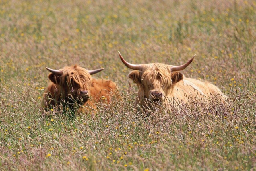 beef, bovine, highland cattle, nature, pasture, cattle, cow, horns, animal
