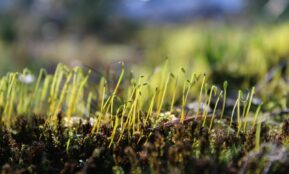 green grass in tilt shift lens