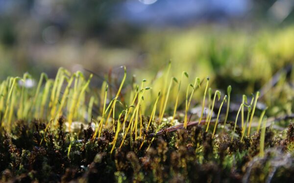Tai gali sunaikinti visą jūsų derlių: įvardintos 7 lemtingos klaidos prieš sėjant paprikas