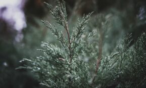 green plant in close up photography