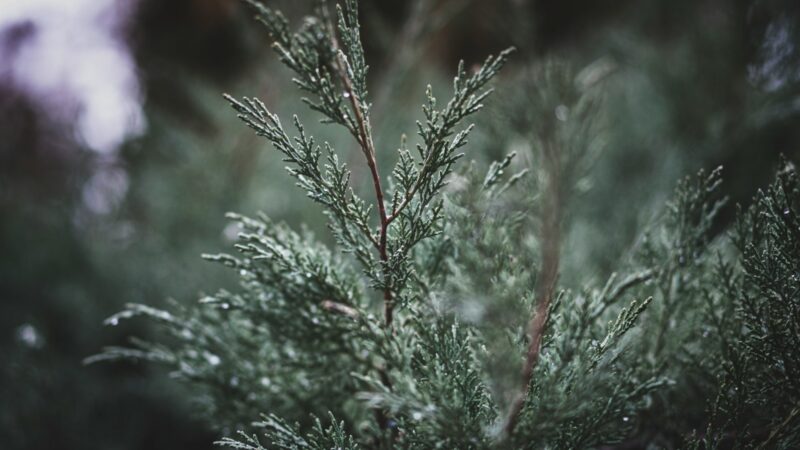 Netikėtas triukas sodininkams: vos vienas purškimas žiemą sunaikina kenkėjus visam sezonui