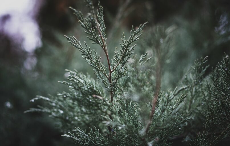 green plant in close up photography