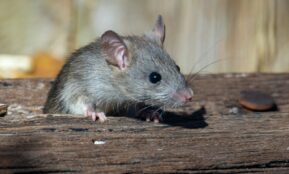a rat sitting on a piece of wood