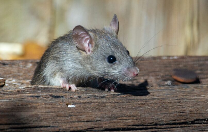 a rat sitting on a piece of wood