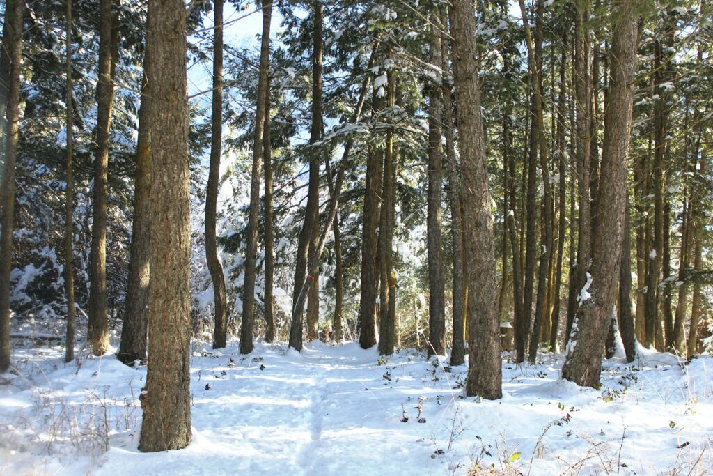 a snow covered forest filled with lots of trees
