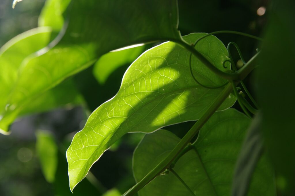 A close up of a green leaf on a tree