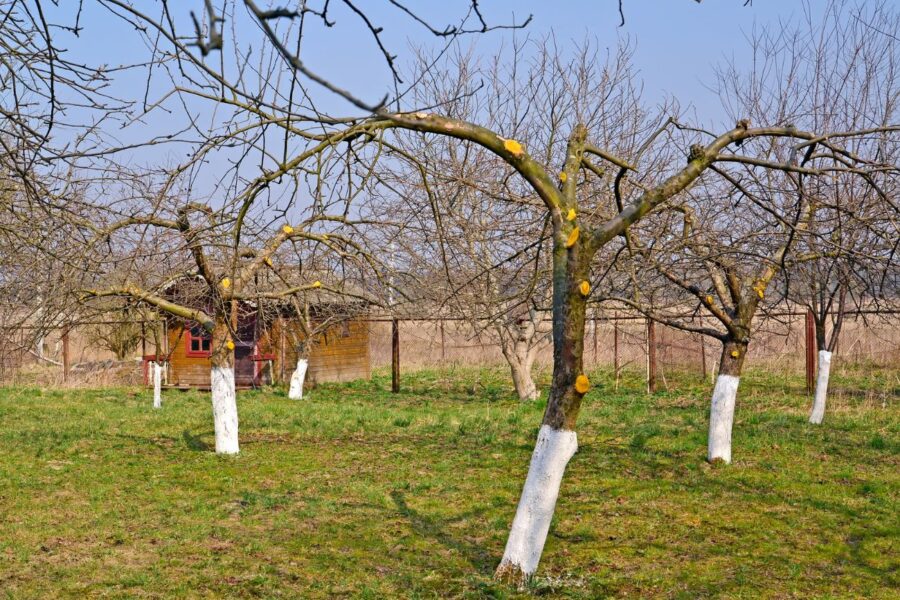Žiemos gidas sodininkams: tai būtina padaryti tučtuojau, pamiršta net ir labiausiai patyrę