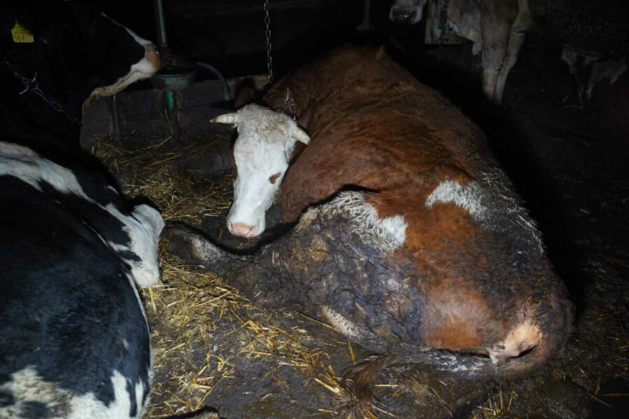 Siaubo ferma Lietuvoje: karvės skęsta kruvinose srutose, o jų pieną ramiai geriame toliau
