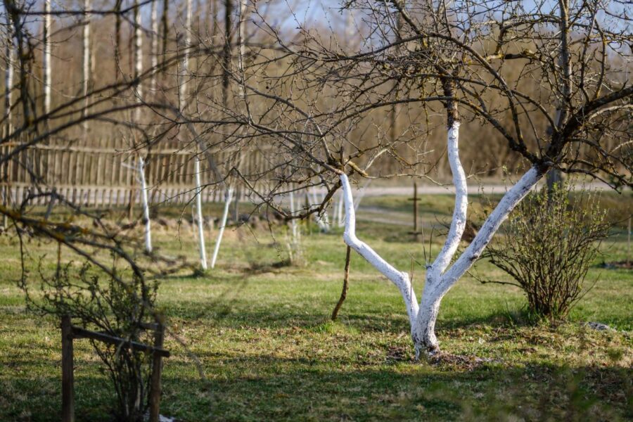 Žiemos tykojantys pavojai jūsų sode: tylūs priešai, kurie gali sunaikinti būsimą vasaros derlių