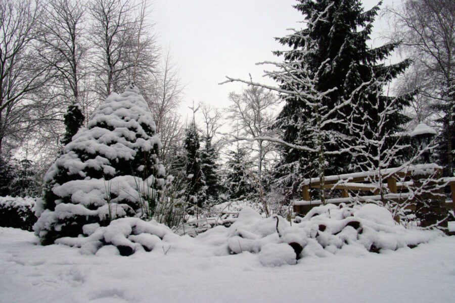 Sniegas yra ne priešas, o sąjungininkas: sodo klaidos, kurios pavasarį gali kainuoti labai brangiai