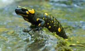 a yellow and black frog sitting on top of a rock