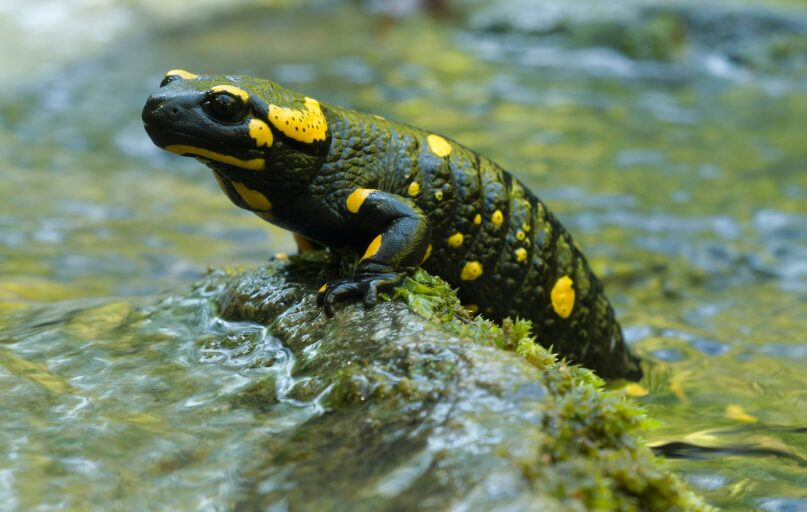 a yellow and black frog sitting on top of a rock