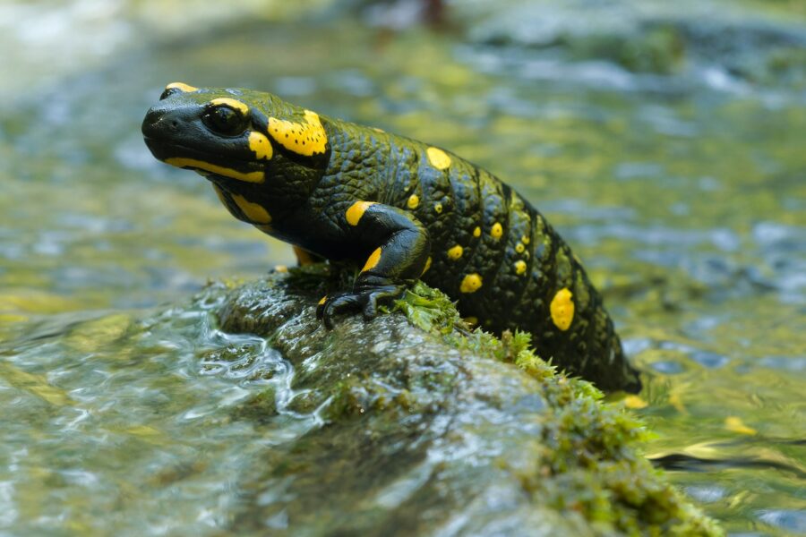 a yellow and black frog sitting on top of a rock