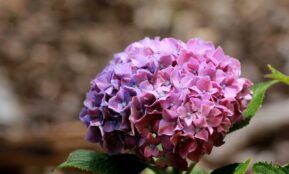 purple flower in tilt shift lens