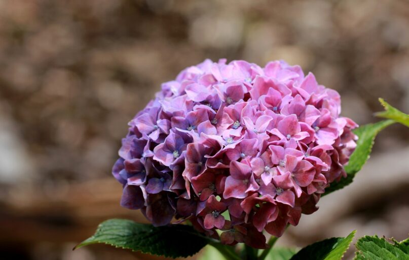 purple flower in tilt shift lens