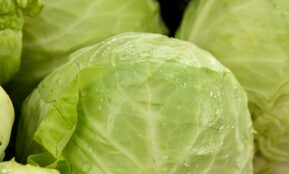 green leaf vegetable in close up photography