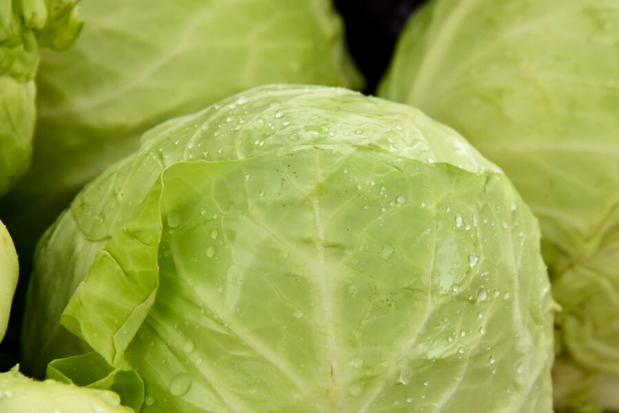 green leaf vegetable in close up photography