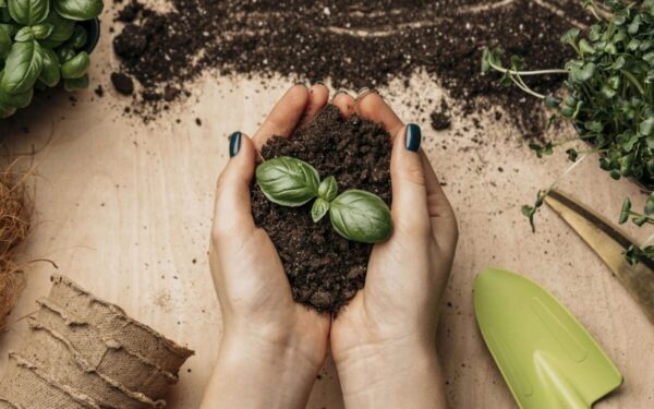 Antradienio Augalų Vadovas (Sausio 6 d.): Atraskite Dangiškąjį Žiedą, Kuris Apšvies Jūsų Dieną!