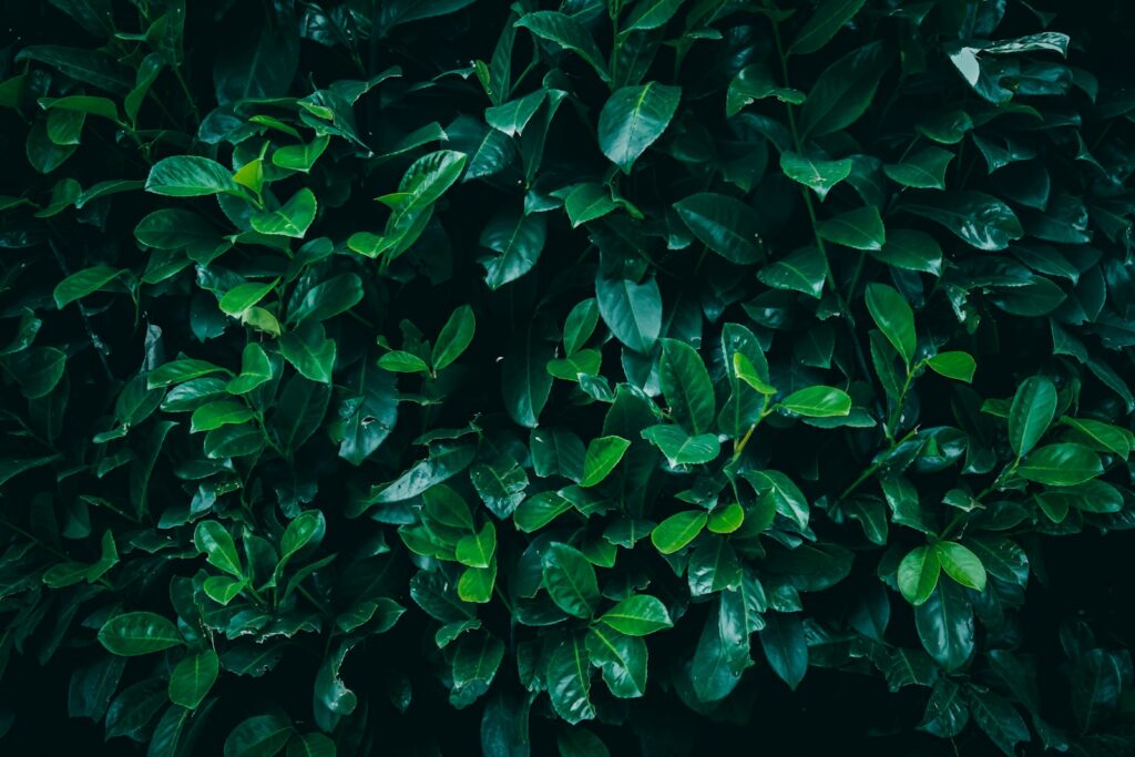 A green bush with lots of leaves on it