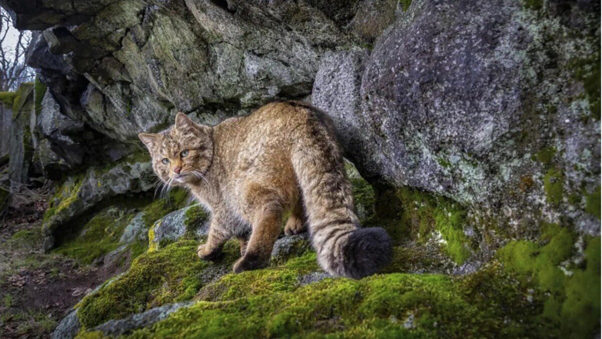 Žmonėms gresia rimtas pavojus: tūkstančiai plėšrių miško kačių užtvindė Europos miškus