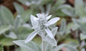 a close up of a white flower on a plant