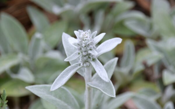 Labai mažai priežiūros, bet daug grožio: šis nuostabus augalas žaliuose kone ištisus metus