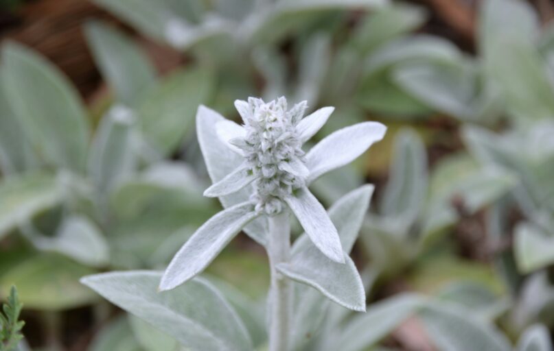 a close up of a white flower on a plant