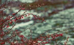 selective focus photography of red plant