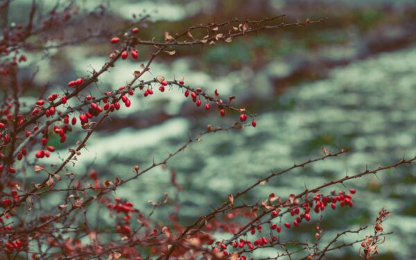 Pamirškite apie nykiai atrodantį sodą: šis krūmas žydi net ir per didžiausius žiemos šalčius