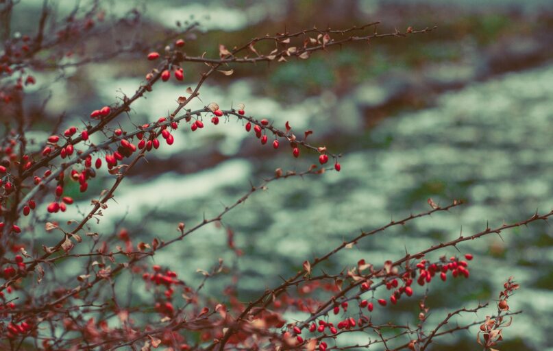 selective focus photography of red plant