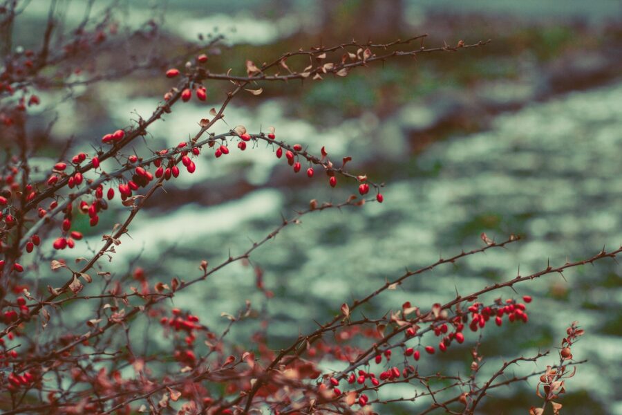 selective focus photography of red plant
