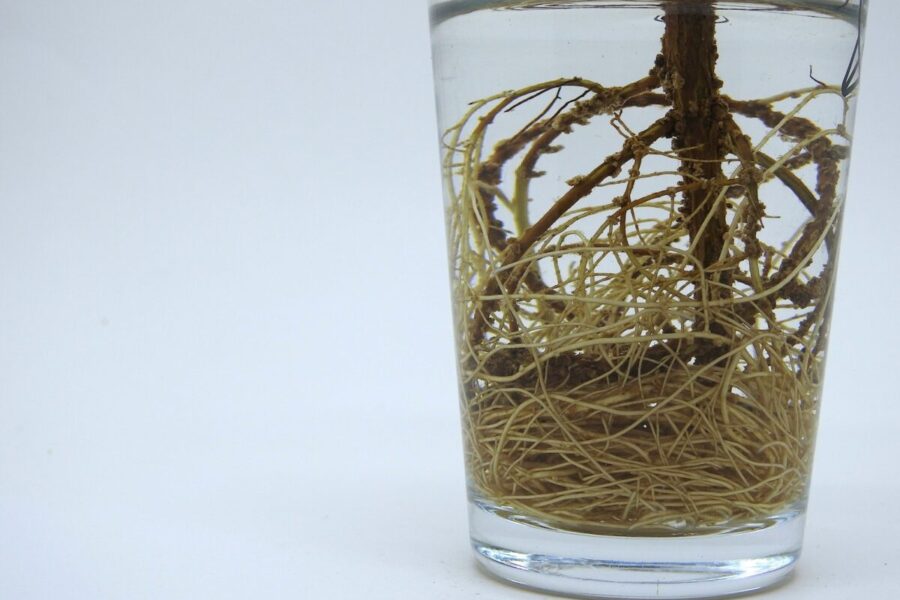 Rožių sodinimas pavasarį ir rudenį: praktinis gidas, ką svarbu žinoti apie plikas šaknis