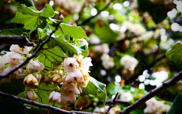 Kriaušių tręšimas: svarbiausios taisyklės, kada ir kuo tręšti, kad vaisiai būtų saldesni