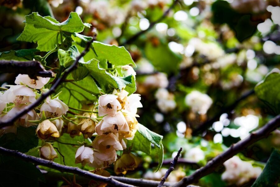Kriaušių tręšimas: svarbiausios taisyklės, kada ir kuo tręšti, kad vaisiai būtų saldesni