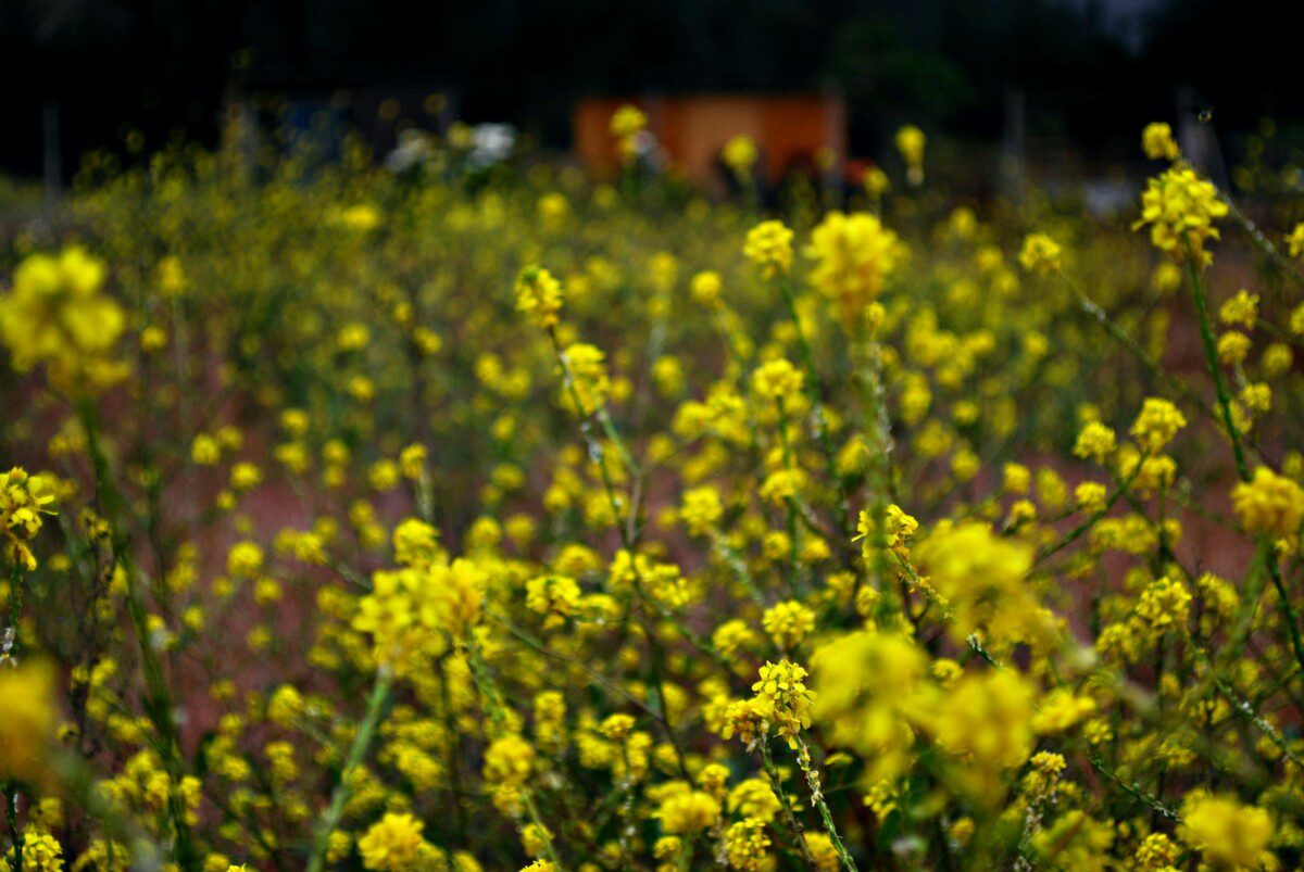 Paprastas būdas atkurti dirvožemį be chemijos: šis sideratas greitai pagerina net išsekusią dirvą