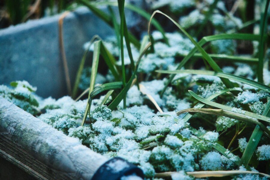 Pavasarį daržininkai daro vieną paprastą dalyką: lysvėms naudoja tai, ką visi turi virtuvėje