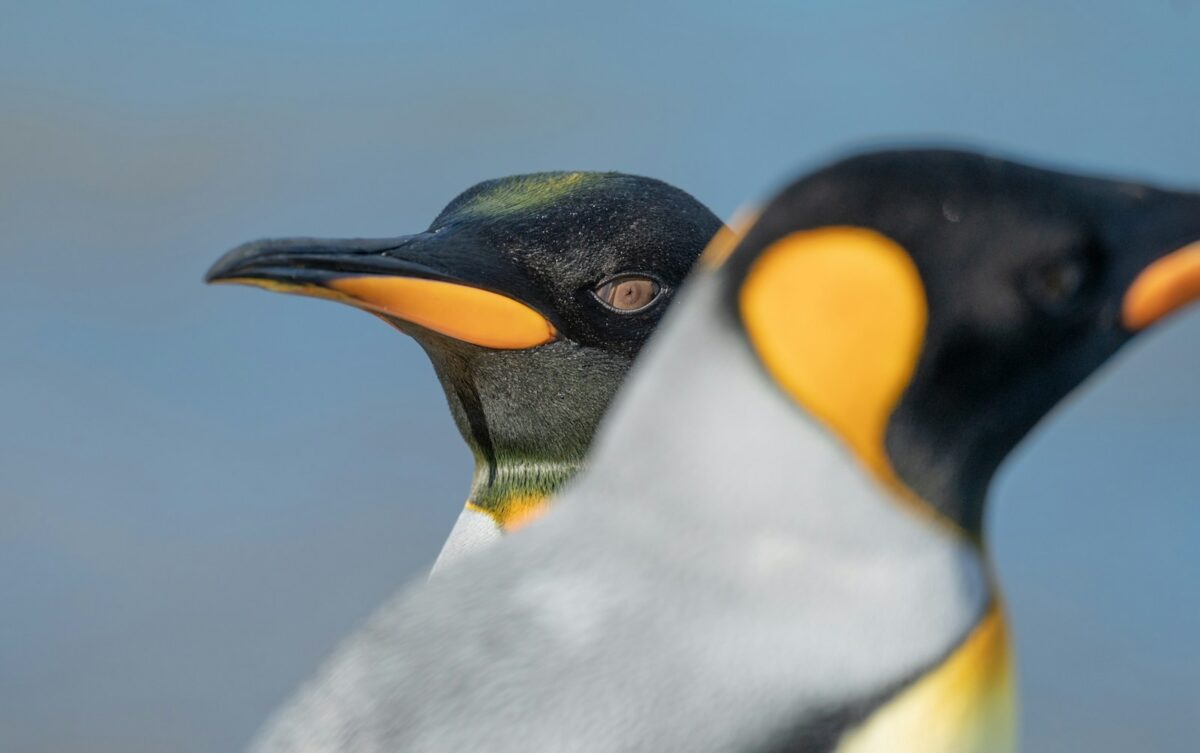 Tyrimas apie karališkuosius pingvinus: šylantis vandenynas jiems padeda, tačiau gresia pavojingas lūžis