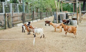 A group of goats standing in a pen outdoors enclosure.
