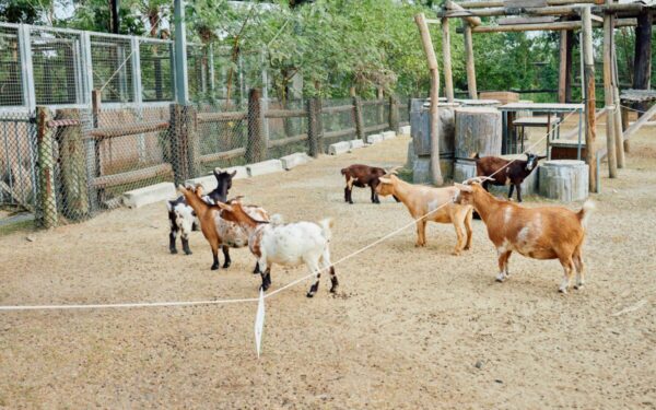 VMVT pranešė apie naują sprendimą ūkininkams: kai kurie procesai gali tapti gerokai paprastesni