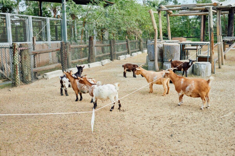 A group of goats standing in a pen outdoors enclosure.