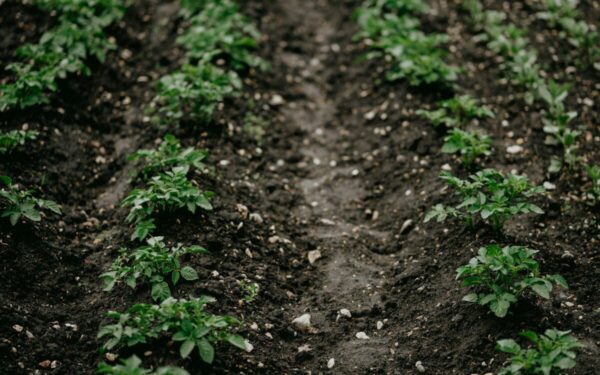 Ne tik trąšos: svarbiausi agronomų patarimai, kur sodinti bulves, kad derlius nenuviltų