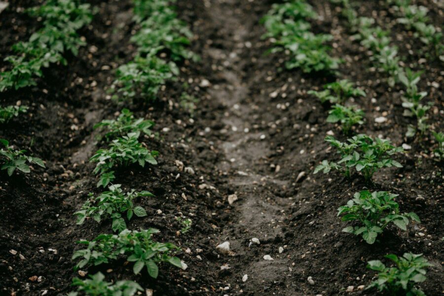 Ne tik trąšos: svarbiausi agronomų patarimai, kur sodinti bulves, kad derlius nenuviltų