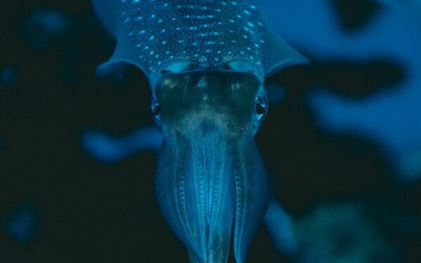 Netikėta evoliucijos istorija: kalmarų ir sepijų kilmė gali būti gilesnė, nei manyta