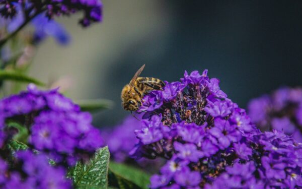 Šis augalas vilioja bites ir kvepia vanile: peruvinės heliotropės priežiūros paslaptys