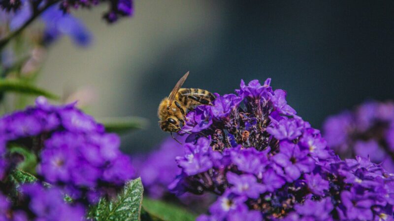 Šis augalas vilioja bites ir kvepia vanile: peruvinės heliotropės priežiūros paslaptys