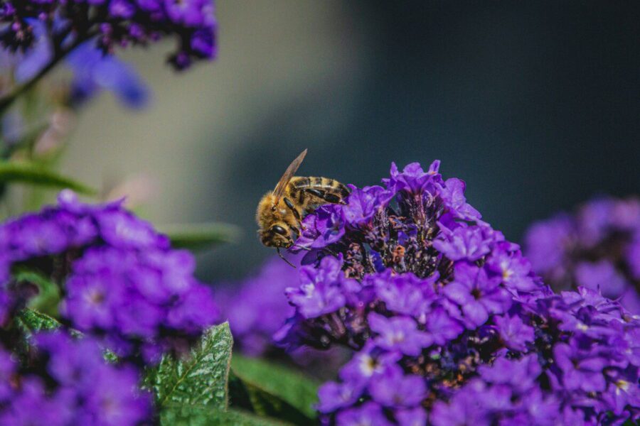 Šis augalas vilioja bites ir kvepia vanile: peruvinės heliotropės priežiūros paslaptys