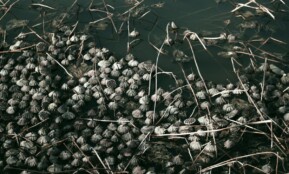 A bunch of frozen berries floating on top of a body of water