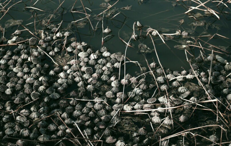 A bunch of frozen berries floating on top of a body of water
