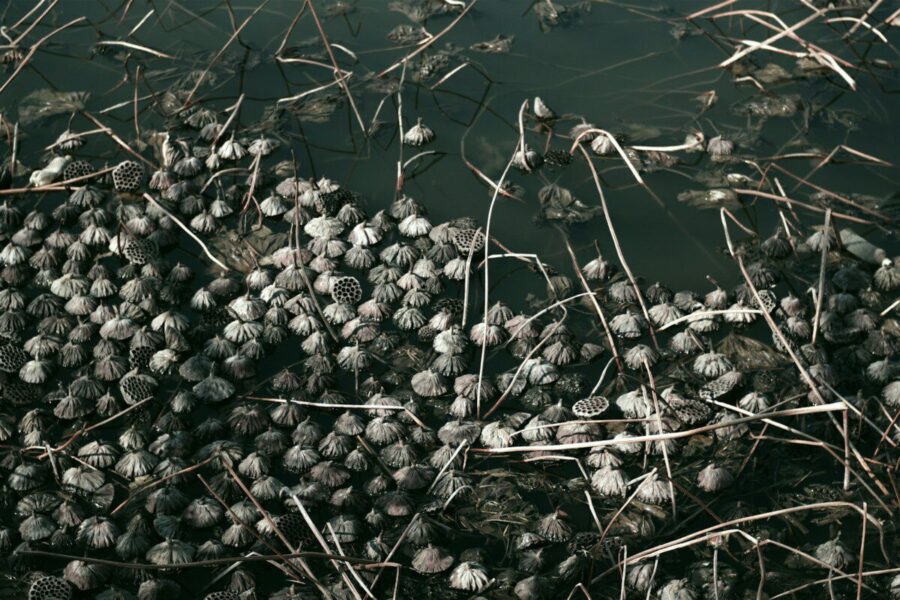 A bunch of frozen berries floating on top of a body of water