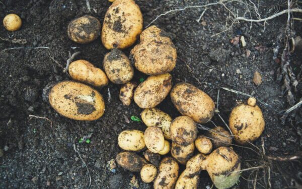 Agronomai pataria keisti vieną įprotį: dėl šios klaidos bulvės užauga smulkios ir silpnos